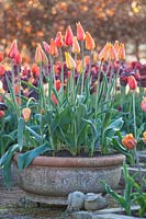 Terracotta container planted with tulips - Tulipa 'El Nino'
