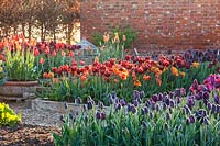 Kitchen garden with Tulips in raised beds - 'Abu Hassan', 'Cairo', 'Paul Scherer', Ulting Wick, Essex