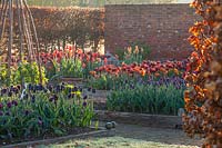 Kitchen garden with Tulips in raised beds, Ulting Wick, Essex.