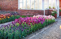Raised beds of mass planted Tulips. 
