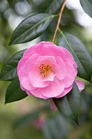 Camellia williamsii 'Bowen Bryant'