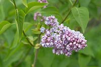 Syringa vulgaris 'SÃ©nateur Volland'  - Lilac