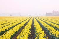 Field of Narcissus 'Carlton' in morning mist, Walkers bulbs, Lincolnshire, UK. 
