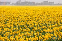 Narcissus 'Carlton' bulbs - field full of daffodils