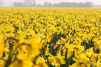 Field of Narcissus carlton, Lincolnshire