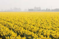 Field of Narcissus carlton, Lincolnshire 
