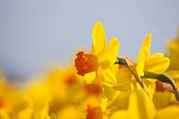 Narcissus 'Pinza' - daffodil