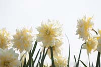 Narcissus 'Irene copeland' - daffodil
