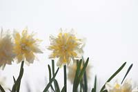 Narcissus irene copeland
