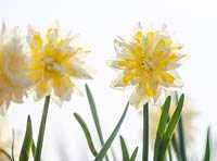 Narcissus irene copeland 