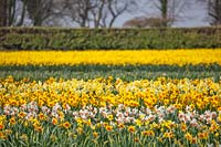 Fields of Narcissus, Lincolnshire