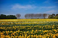 Rows of Narcissus in field, Lincolnshire, UK. 