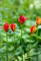 Tulipa sprengeri - tulips 