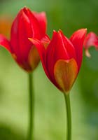 Tulipa sprengeri - Tulips