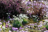 Snowdrops in spring borders at The Garden House, Buckland Monachorum, Devon, UK.