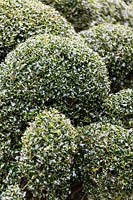 Cloud-pruned hedge of Ilex aquifolium Alaska.