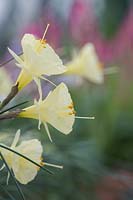 Narcissus bulbocodium x romieuxii - Hoop petticoat daffodil