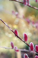 Salix gracilistyla mount aso catkins - Japanese Pink Pussy Willow 