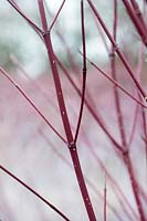 Cornus sericea subsp. Occidentalis 'Sunshine' - Red Dogwood stems 