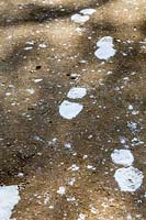 Snowy footprints on garden path