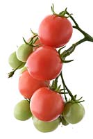 Solanum lycopersicum  'Gartenperle'  'Garden Pearl'  - Cherry Tomato    
