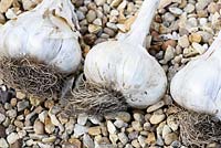 Allium ampeloprasum - Elephant garlic bulbs drying on gravel