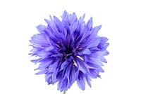 Centaurea cyanus 'Blue Diadem' - Cornflower Bachelor's button