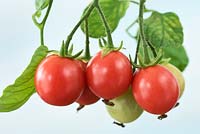 Solanum lycopersicum 'Gartenperle' ' Garden Pearl' - Cherry Tomato Cascading Bush  