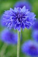 Centaurea cyanus  'Blue Diadem' - Cornflower  