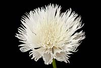 Centaurea 'The Bride' - Cornflower  