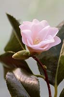 Camellia 'Spring Mist'
