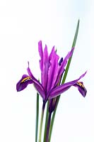 Iris reticulata 'J S Dijt'