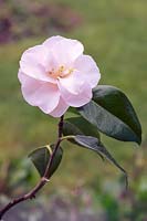  japonica x lutchuensis - Camellia 'Spring Mist'
