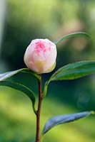 japonica x lutchuensis - Camellia 'Spring Mist' bud