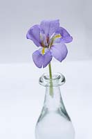 Iris unguicularis in glass vase