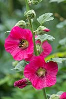Bee on Alcea rosea - Hollyhock
