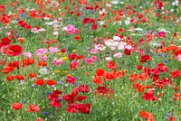 A wildflower meadow with Papaver rhoeas