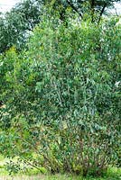 Eucalyptus pauciflora subsp. niphophila - snow gum
