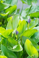 Pontederia cordata - pickerel weed