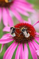 Bees on Echinacea purpurea. 