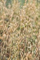 Avena sativa subsp. sativa - oats