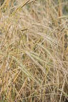 Hordeum spontaneum - wild barley