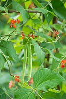 Phaseolus coccineus - Runner beans