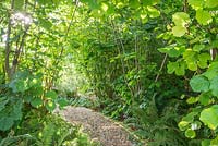 A gravel path through greenery, underplanted with ferns. 