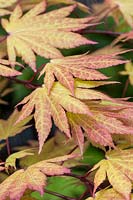 Acer shirasawanum 'Autumn Moon' - Shirasawa maple