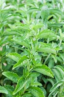 Stevia rebaudiana - caa-ehe