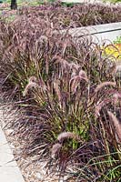 Pennisetum x advena 'Rubrum' - fountain grass 