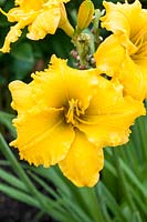 Hemerocallis 'Elegant Explosion' - day lily 