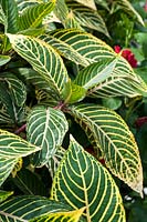 Sanchezia speciosa 'Tahitian Breeze'