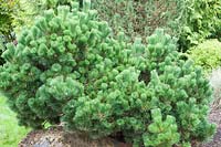 Pinus thunbergii 'Thunderhead'
 